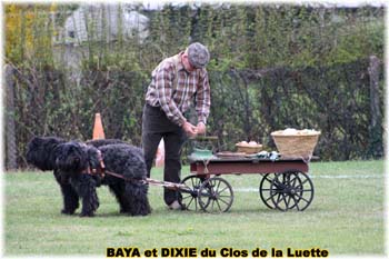 Bouvier des Flandres copyright Elevage du Clos de la Luette